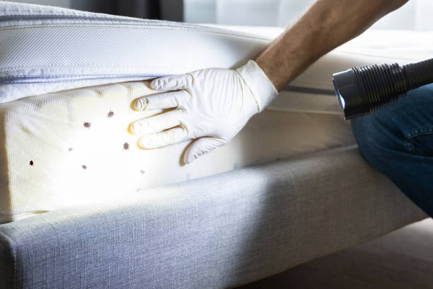 Best Flea Control Services  in Thiensville, WI